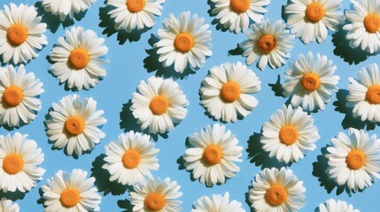 Fototapeta premium Fresh spring daisies creating a botanical pattern background. Ideal for advertising layouts, packaging, social media visuals and eco lifestyle concepts 