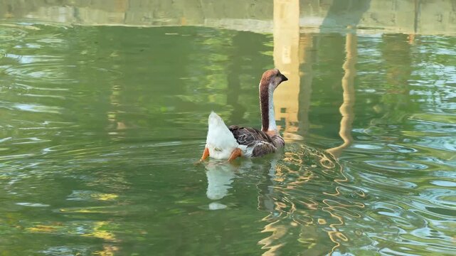 A brown and white Chinese goose swimming peacefully on a calm green pond, creating gentle ripples in a natural outdoor setting during the day.