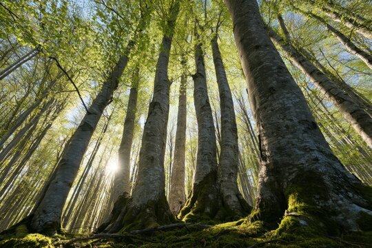 Low-angle photograph of beech forest in early spring with fresh green leaves