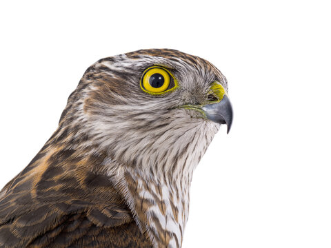 Eurasian sparrowhawk close up portrait isolated on white background
