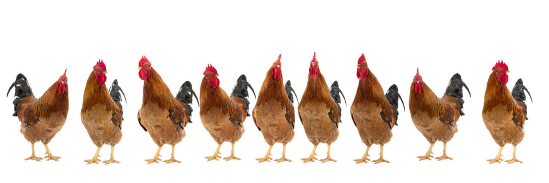 Row of roosters in different poses isolated on white background