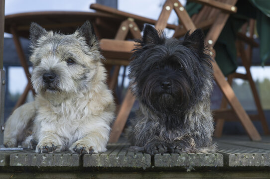 Zwei Cairn Terrier liegen zusammen auf dem Balkon