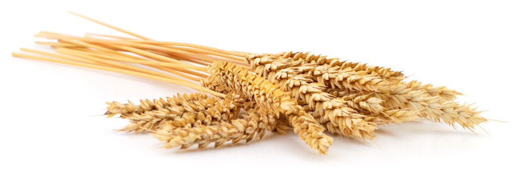 wheat ears isolated on white background