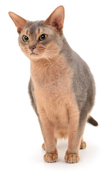 abyssinian cat standing isolated on white background