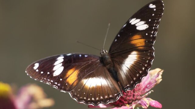 Macro shot of a black and white butterfly perched on a vibrant pink zinnia flower, feeding on nectar in a sunny garden with a soft blurred background.