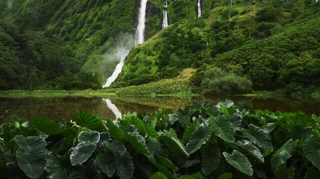 Taro leaves fringing the mirror lagoon below the main fall at Poco da Ribeira do Ferreiro, Flores, Azores