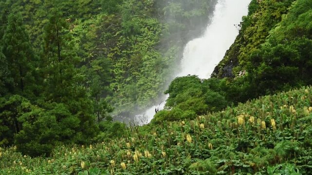 Close up of powerful cascade in mist above tree ferns at Poco da Ribeira do Ferreiro, Flores, Azores, Portugal