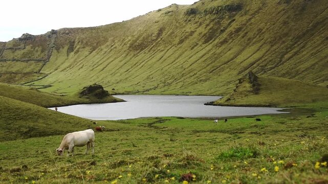 Cattle graze beside the crater lake inside the Caldeirao, Corvo Island, Western Group, Azores, Portugal