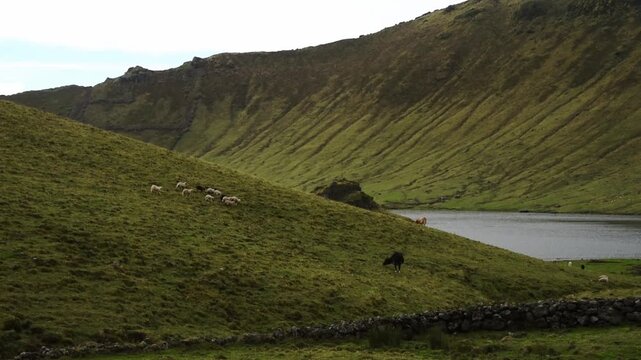 Sheep herd running on a grassy cinder cone beneath the steep crater walls of the Caldeirao, Corvo, Azores, Portugal