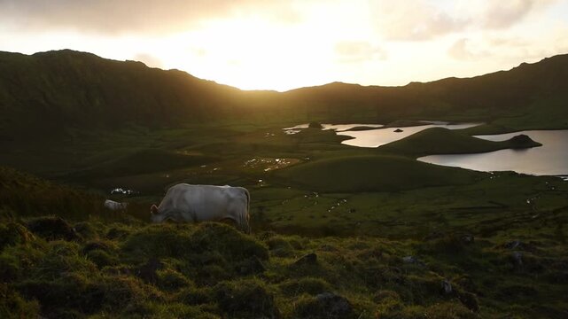 A cow grazes on the rim at a hazy sunset above the lagoons of the Caldeirao caldera, Corvo Island, Azores, Portugal