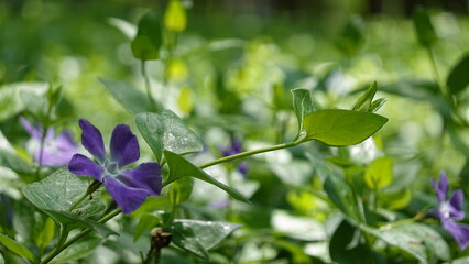 Obraz premium 青々とした緑の葉と清涼感のあるツルニチニチソウの花