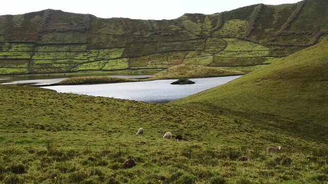 Sheep grazing above the lagoon and drystone field walls on the Caldeirao crater floor, Corvo, Azores, Portugal