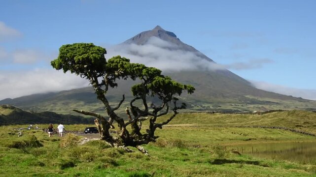 A windswept Azores juniper before the cloud-banded cone of Mount Pico at Lagoa do Capitao, Pico, Azores, Portugal
