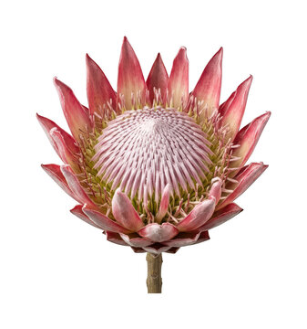 Large pink protea flower head isolated on transparent background for floral design usage