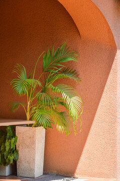 palm tree in the old town of crete