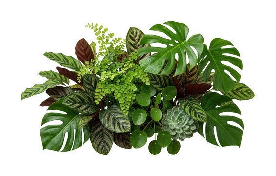 Lush vibrant green tropical houseplant arrangement for interior decor and botanical display