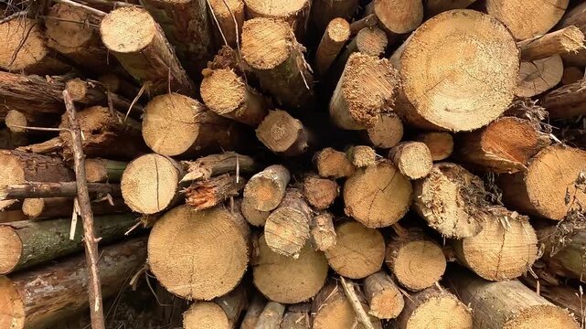 Close view of stacked cut tree logs shows rough bark, rounded sawn ends, splinters, cracks, and natural grain in warm sunlight, with logs, timber, wood, stack detail, showing pile, firewood, lumber