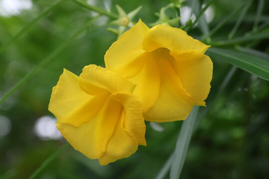 Yellow oleander
