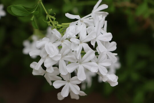 White-flowered variety of Plumbago auriculata