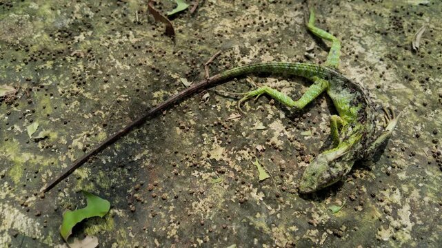 Macro view of a decomposing green lizard on a stone surface being consumed by ants in a natural outdoor setting, showing the cycle of life and biological decay.
