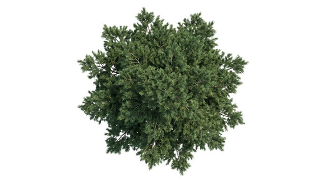 Pine tree top view isolated on transparent background