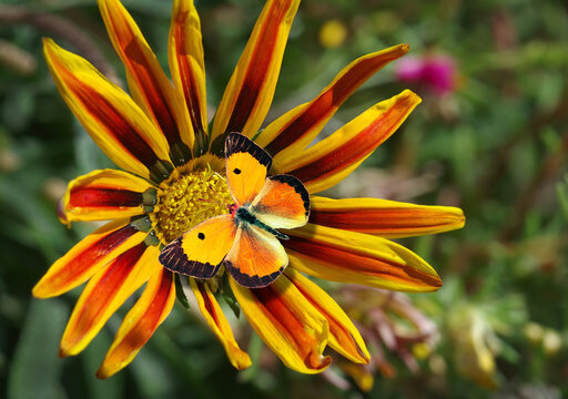 colorful orange butterfly on a bright gerbera flower in the garden	