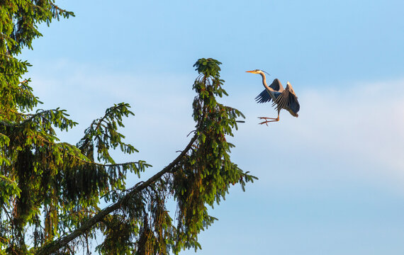 Gray heron in flight landing in a tree - France