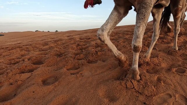 Close view of a camel's legs striding across desert sand, Erg Chebbi, Merzouga, Morocco, morning light