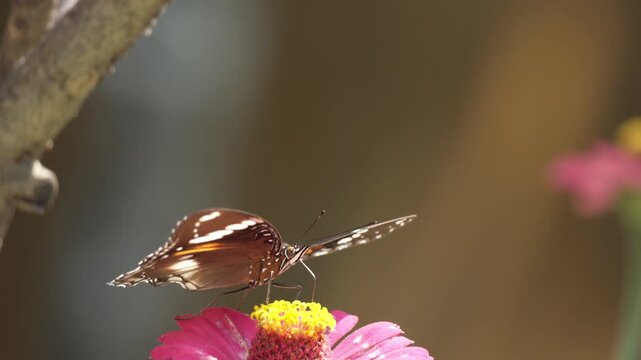 Close up of a brown butterfly with white spots perching on a pink zinnia flower, gathering nectar in a sunny outdoor garden with a soft blurred background.