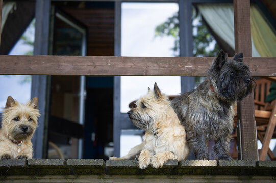 Drei Cairn Terrier zusammen auf dem Balkon