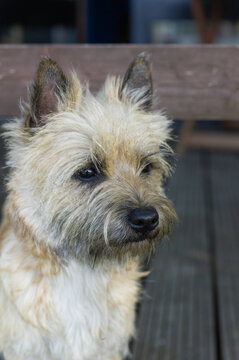 Cairn Terrier sitzt auf dem Balkon