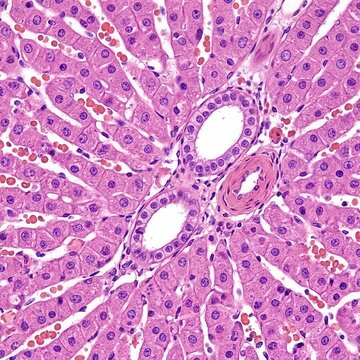 Microscopic View Of Healthy Human Liver Tissue Cells Lobules