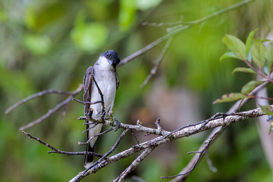 Eastern kingbird (Tyrannus tyrannus) in south Florida