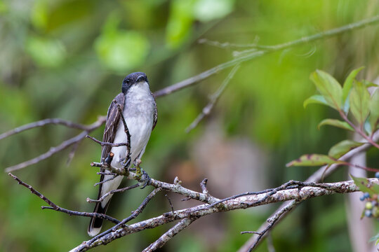 Eastern kingbird (Tyrannus tyrannus) in south Florida