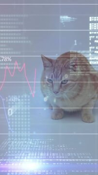 Cat sitting with financial data and coding animation over background