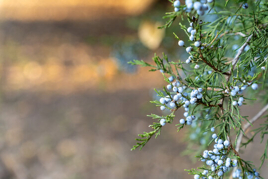 closeup shot of small blue fruits growing on a piece of a branch