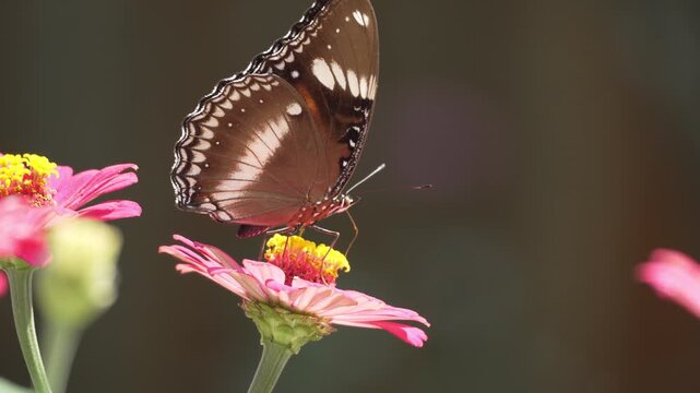 Beautiful butterfly perched on a pink zinnia flower in a sunny garden close-up. Macro view of an insect collecting nectar from a blooming flower with a soft blurred background.