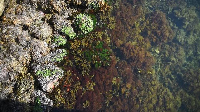 Mussels and bladderwrack on tidal rocks, Balestrand, Sognefjord, Vestland, Norway