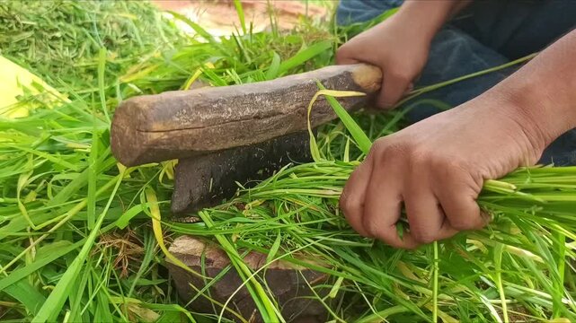 Farmer manually cutting green fodder grass with traditional wooden handle cutter for cattle feed in rural farm