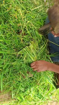 Farmer manually cutting green fodder grass with traditional wooden handle cutter for cattle feed in rural farm