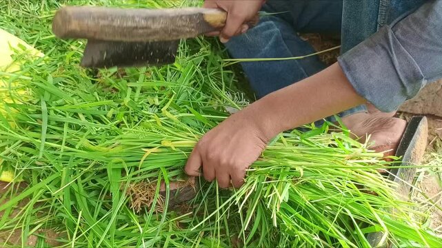 Farmer manually cutting green fodder grass with traditional wooden handle cutter for cattle feed in rural farm