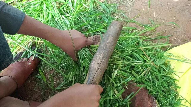 Farmer manually cutting green fodder grass with traditional wooden handle cutter for cattle feed in rural farm