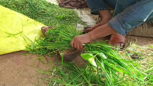 Farmer manually cutting green fodder grass with traditional wooden handle cutter for cattle feed in rural farm