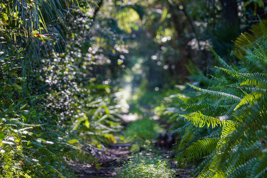 A buggy but beautiful trail through Fakahatchee Strand Preserve State Park, Florida.