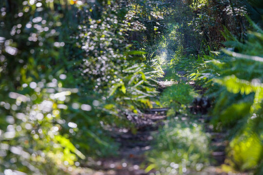 A buggy but beautiful trail through Fakahatchee Strand Preserve State Park, Florida.