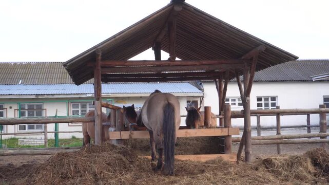 Horses stand in a farm shelter. Domestic animals in stable area. Livestock and agriculture concept.