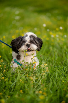 Small black and white Shih Tzu dog sitting in green grass with yellow flowers sticking tongue out