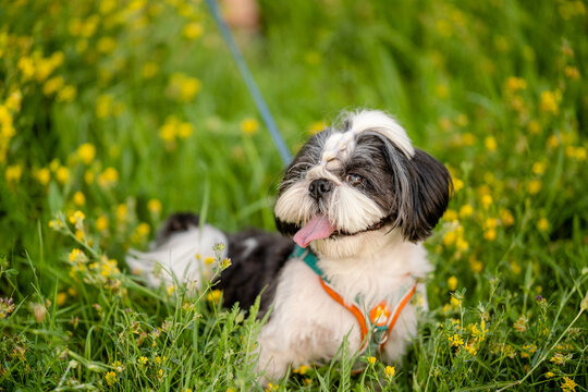 Small black and white Shih Tzu dog sitting in green grass with yellow flowers sticking tongue out