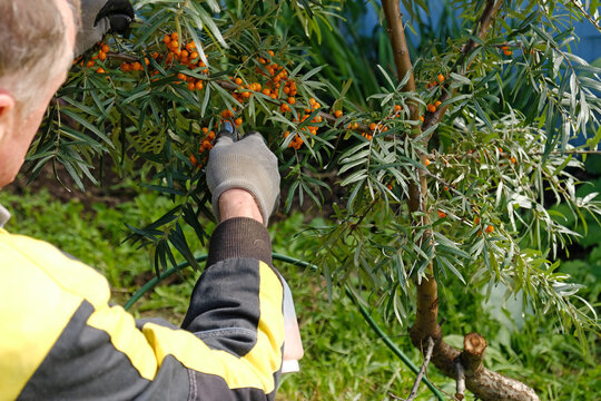 Sea buckthorn berries harvested from a thorny branch with a specialized berry-picking tool during the seasonal agricultural harvest. Hippophae rhamnoides a natural superfood, medicinal plant.