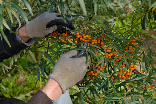 Sea buckthorn berries harvested from a thorny branch with a specialized berry-picking tool during the seasonal agricultural harvest. Hippophae rhamnoides a natural superfood, medicinal plant.